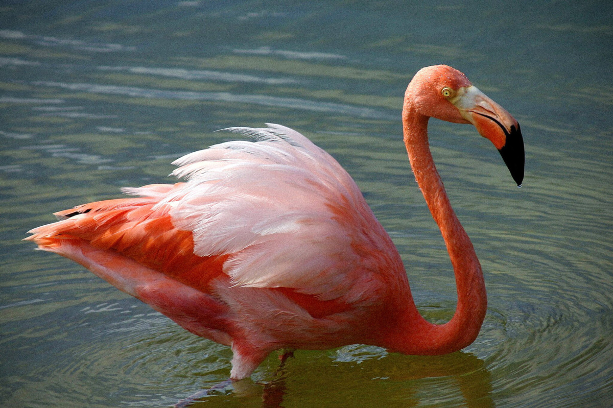 Ein Flamingo der im Wasser steht