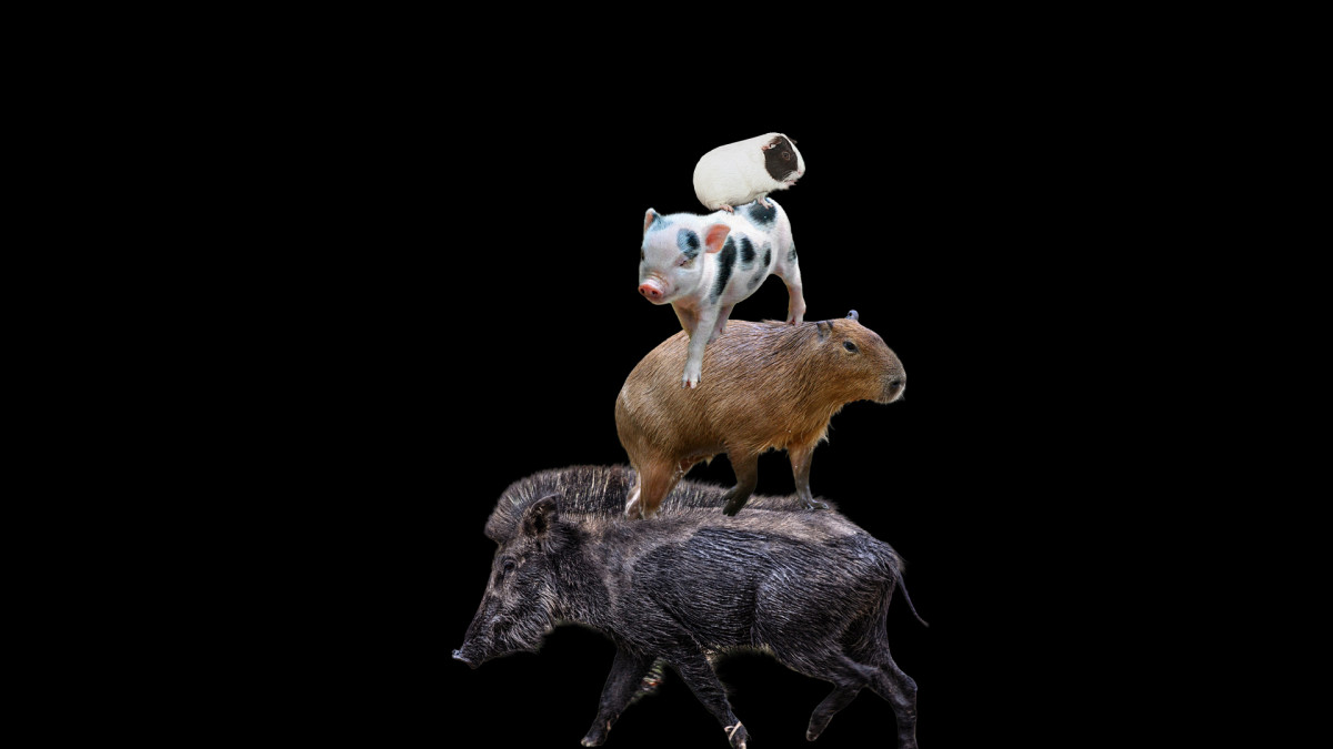 Eine Version der Bremer Stadtmusikanten mit Wildschwein, Capybara, Ferkel und Meerschwein