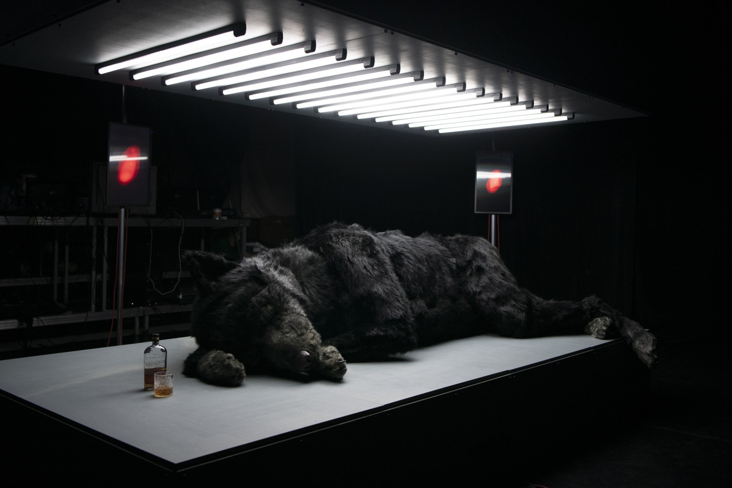 Lebensgro&szlig;e Nachstellung eines Wolfes auf einem Podest liegend